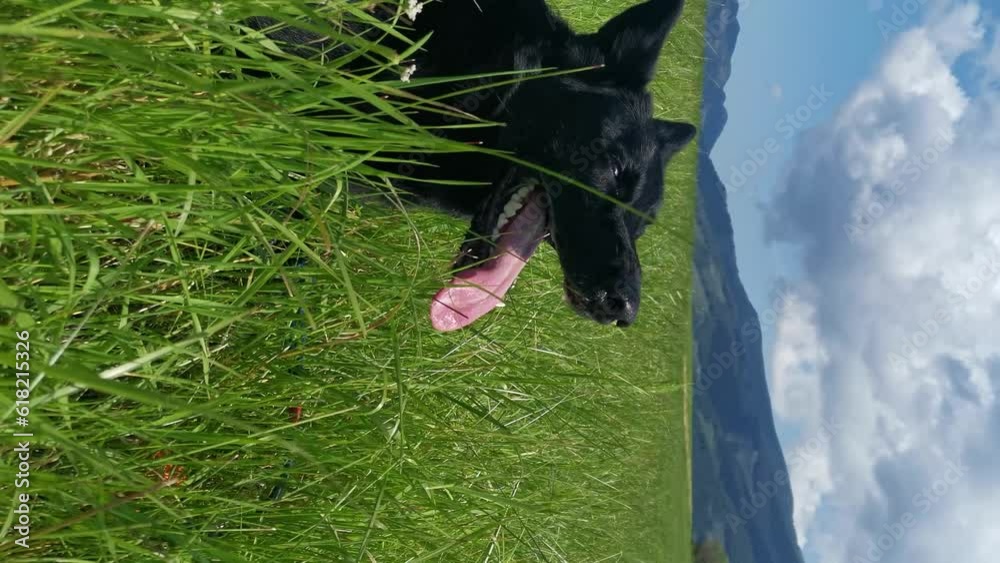 vertical video format of a dog lying on a beautiful meadow with mountains and hills in the background. Tall grass and a black German shepherd is happy because he is tired from running and chasing. Hom