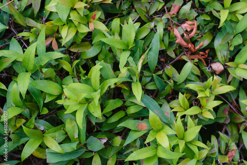 Leaf in nature, green fresh