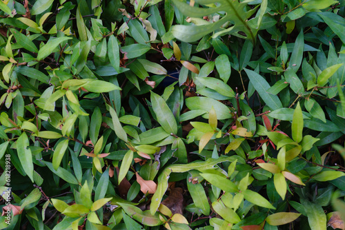 Leaf in nature, green fresh