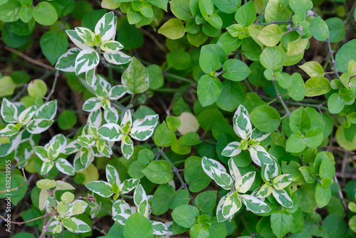Leaf in nature, green fresh