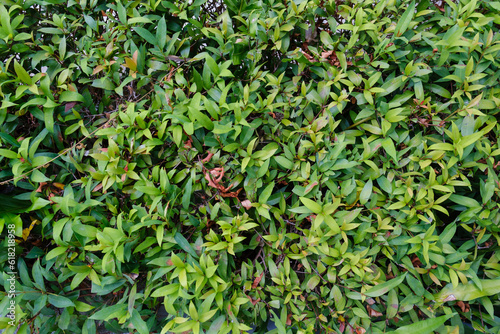 Leaf in nature, green fresh