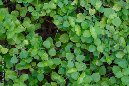 Leaf in nature, green fresh