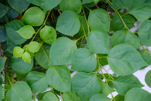 Leaf in nature, green fresh