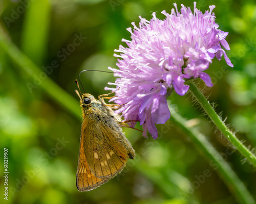 Thymelicus sylvestris butterfly on thistle