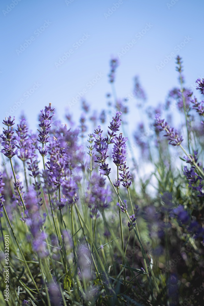 Obraz premium lavender flowers, selective focus on lavender flower in the field
