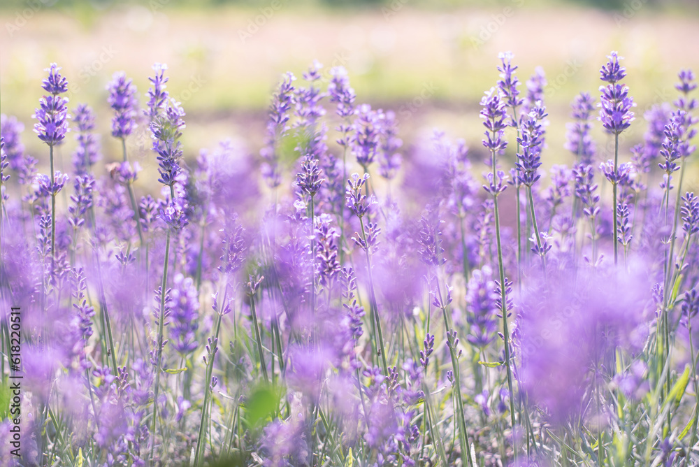 Obraz premium lavender flowers, selective focus on lavender flower in the field