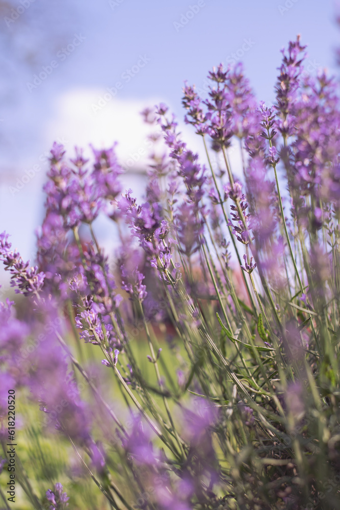 Naklejka premium lavender flowers, selective focus on lavender flower in the field