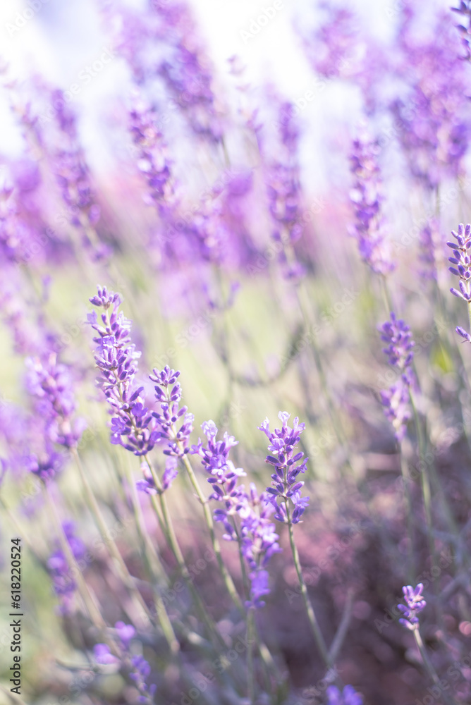 Naklejka premium lavender flowers, selective focus on lavender flower in the field