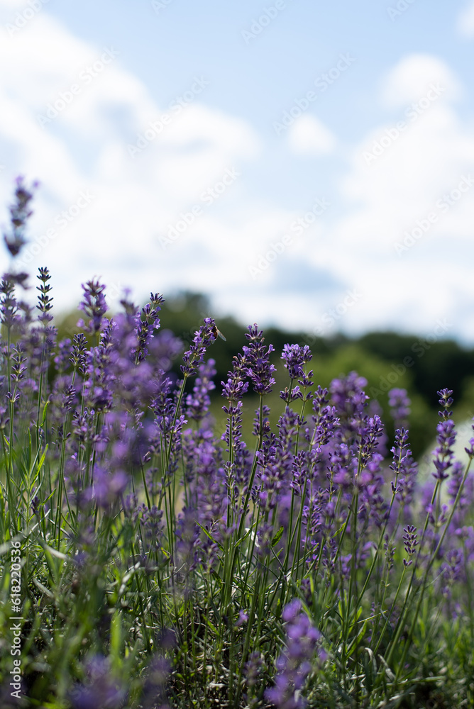 Obraz premium lavender flowers, selective focus on lavender flower in the field