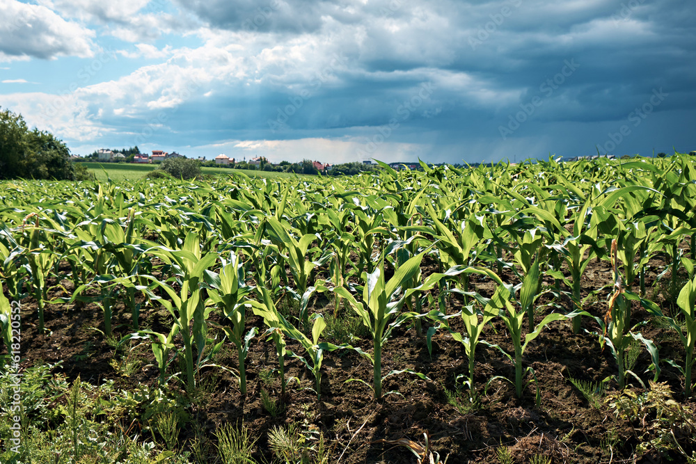 Corn field on the farm, before the rain. Cloudy weather. Corn field on the farm, before the rain. Cloudy weather.
