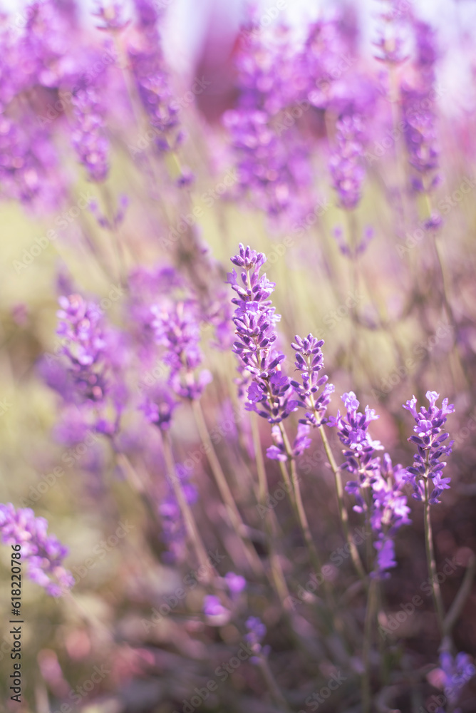 Obraz premium lavender flowers, selective focus on lavender flower in the field