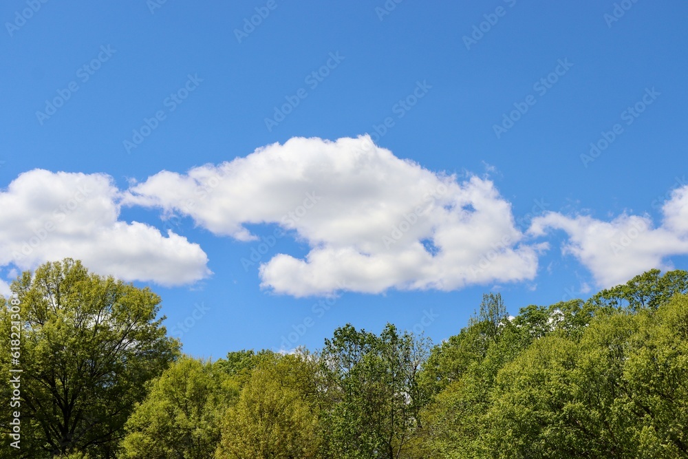 The white cloudscape over top of the trees. The white cloudscape over top of the trees.