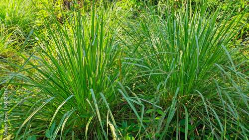 A close up of the citronella plant which has the Latin name Cymbopogon nardus