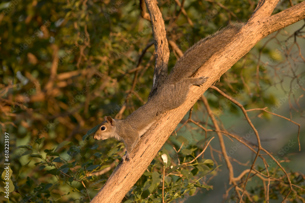 A gray squirrel stretched out on a tree branch on a summer evening in Iowa. 