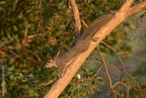 A gray squirrel stretched out on a tree branch on a summer evening in Iowa. 