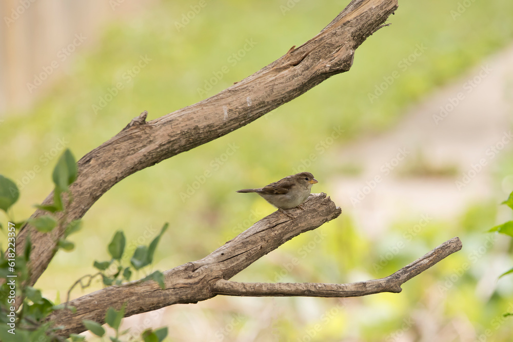 Side view of a female house sparrow, Passer domesticus, perched on a broken tree branch isolated on a blurred green background on a spring day in Iowa. Side view of a female house sparrow, Passer domesticus, perched on a broken tree branch isolated on a blurred green background on a spring day in Iowa.