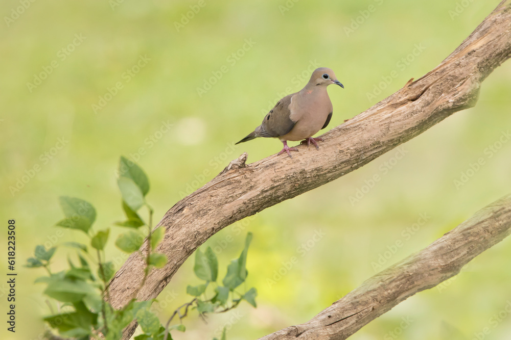 Side view of a mourning dove, Zenaida macroura, perched on a lilac tree branch isolated on a light green blurred background on a summer day in Iowa. Side view of a mourning dove, Zenaida macroura, perched on a lilac tree branch isolated on a light green blurred background on a summer day in Iowa.