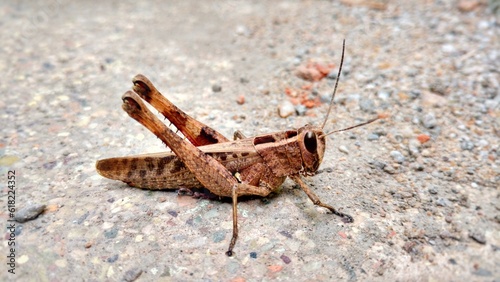 grasshopper on the ground © SATHISH R