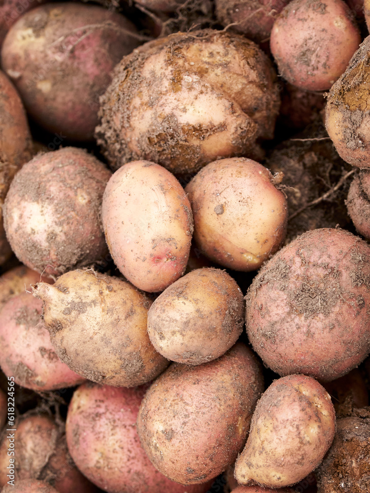 Rural Agriculture: A Look at the Potato Farm Industry Rural Agriculture: A Look at the Potato Farm Industry