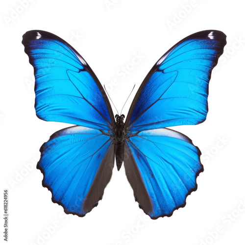 blue butterfly isolated on transparent background cutout
