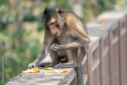 A macaque sits on the railing of a wooden footbridge and eats a banana © milkovasa