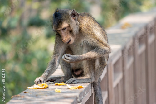 Photos A macaque sits on the railing of a wooden footbridge and eats a banana