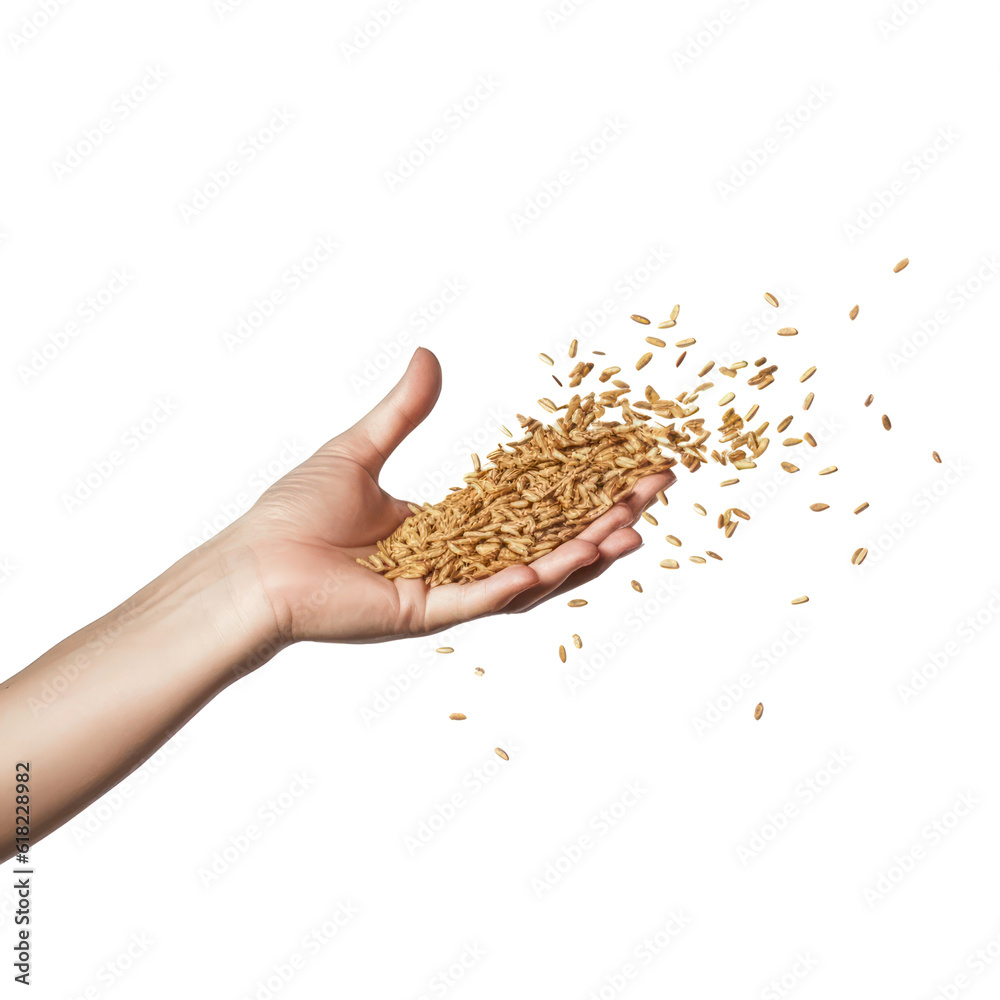 Hand Ful handful of wheat isolated on transparent background cutout Stock ...