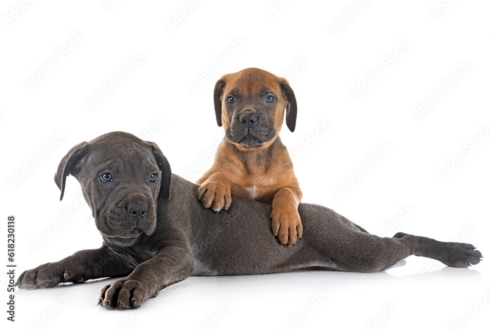 Obraz premium puppies cane corso