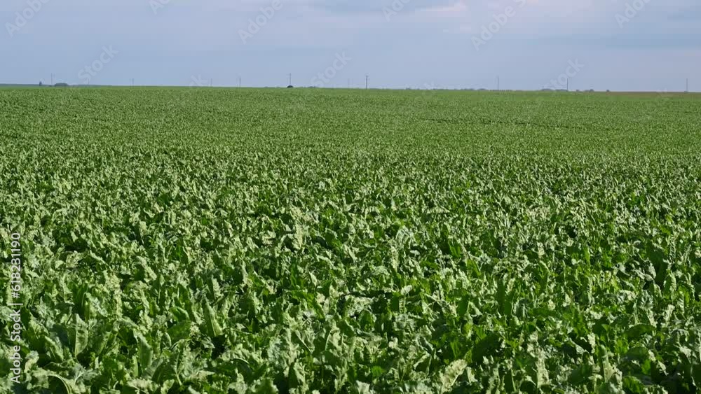 Spinach growing in the field, close up. Young chard leaves growing in rows in spring. Agriculture. Spinach growing in the field, close up. Young chard leaves growing in rows in spring. Agriculture.