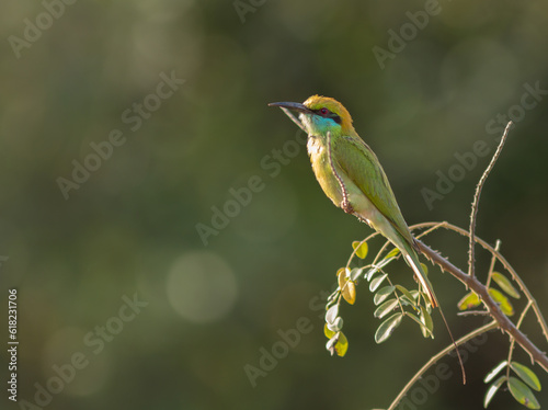 Photography A photo of a asian green bee eater bird against green bokeh background