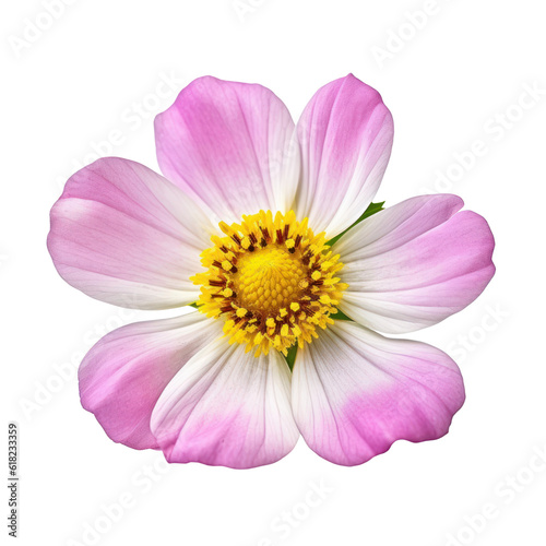 pink cosmos flower isolated on transparent background cutout