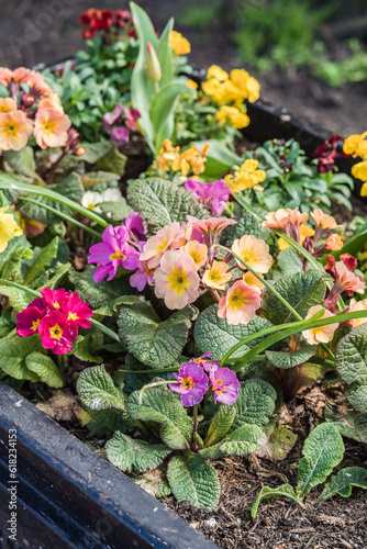 Close-up of colorful flowers planted in soil, landscaping and horticulture concept illustration.