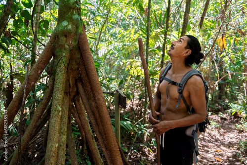 Latin American guide man topless holding a stick, looking up at a walking palm, tree or cashapona in a dense and leafy primary forest of the Amazon rainforest, Ecuador. Adventurous jungle trip.