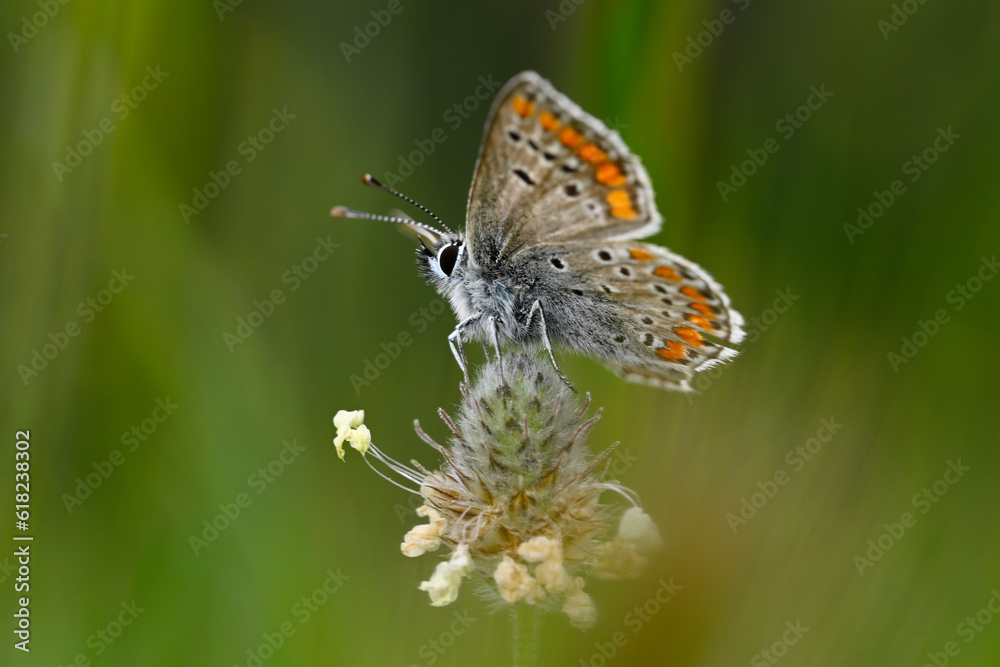 Brown argus // Kleiner Sonnenröschen-Bläuling (Aricia agestis) Brown argus // Kleiner Sonnenröschen-Bläuling (Aricia agestis)