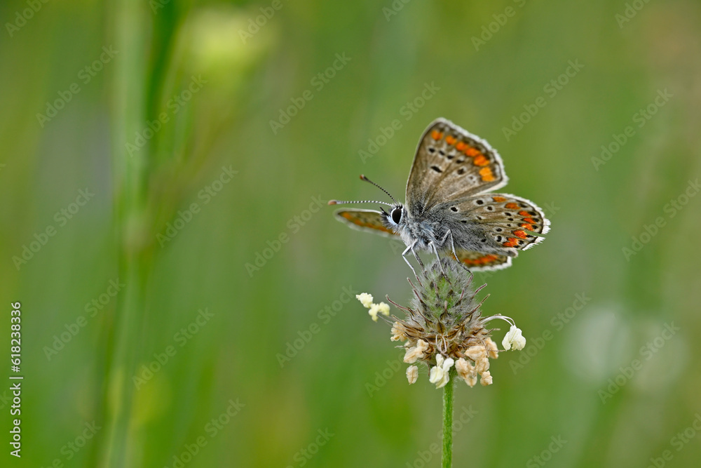 Kleiner Sonnenröschen-Bläuling // Brown argus (Aricia agestis) Kleiner Sonnenröschen-Bläuling // Brown argus (Aricia agestis)