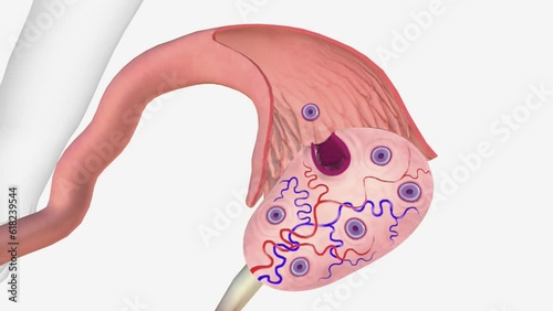 Ovulation is a phase of the female menstrual cycle that involves the release of an egg (ovum) from one of the ovaries.