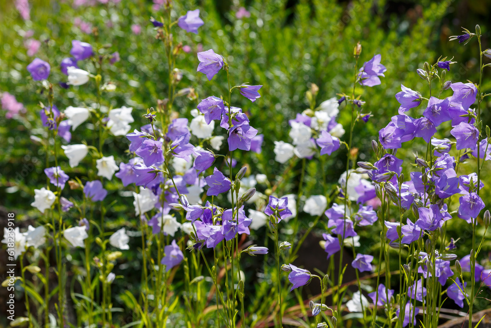 Bell peach ( lat. Campanula persicifolia ) is a plant from the genus Bell Bell peach ( lat. Campanula persicifolia ) is a plant from the genus Bell