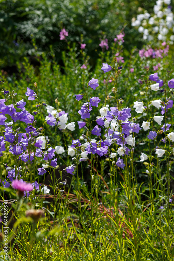 Naklejka premium Bell peach ( lat. Campanula persicifolia ) is a plant from the genus Bell