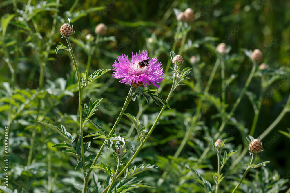 Psephellus whitened ( lat. Psephellus dealbatus ) is a herbaceous plant, a species of the genus Psephellus ( Psephellus ) with bumblebee on flowers Psephellus whitened ( lat. Psephellus dealbatus ) is a herbaceous plant, a species of the genus Psephellus ( Psephellus ) with bumblebee on flowers