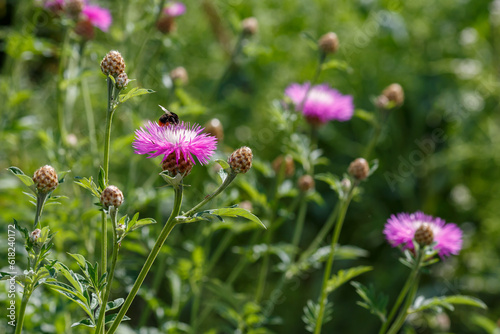 Psephellus whitened   lat. Psephellus dealbatus   is a herbaceous plant  a species of the genus Psephellus   Psephellus   with bumblebee on flowers