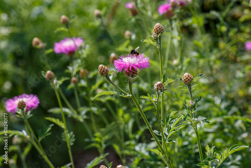 Psephellus whitened   lat. Psephellus dealbatus   is a herbaceous plant