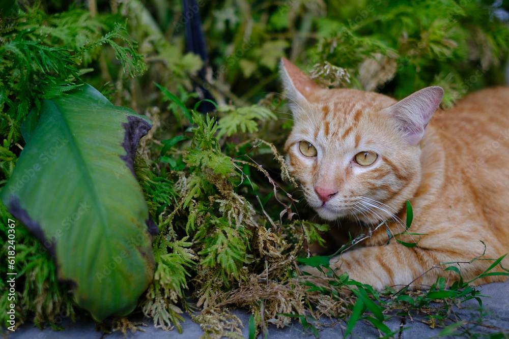 cat on the grass