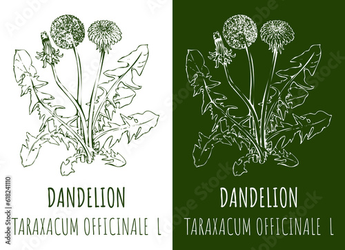 Drawings COMMON DANDELION. Hand drawn illustration. Latin name LEONTODON TARAXACUM L.