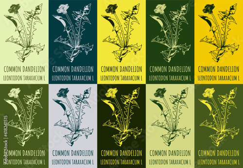 Set of vector drawing of COMMON DANDELION  in various colors. Hand drawn illustration. Latin name LEONTODON TARAXACUM L.

