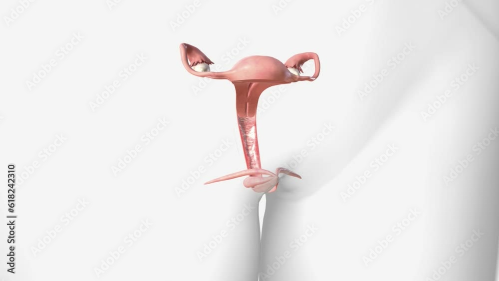 The female reproductive system includes the ovaries, Fallopian tubes