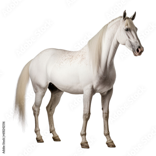 horse isolated on transparent background cutout © Papugrat