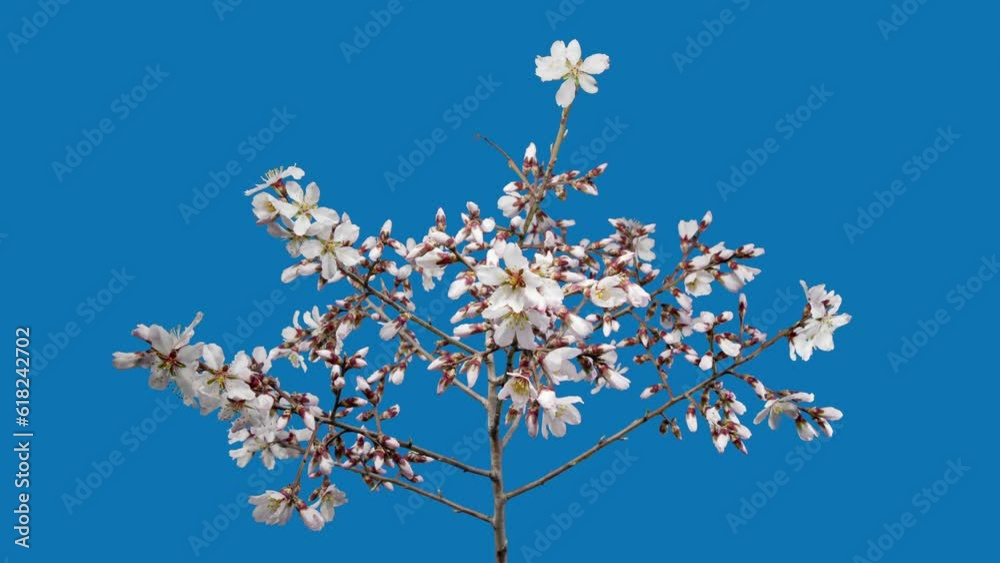 Almond Flowers Bloom in Time Lapse on a Black Background. Macro Timelapse Video of Spring Tree Blossoming Branch. Birth of Nature Almond Flowers Bloom in Time Lapse on a Black Background. Macro Timelapse Video of Spring Tree Blossoming Branch. Birth of Nature