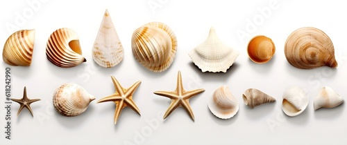 shells on white background