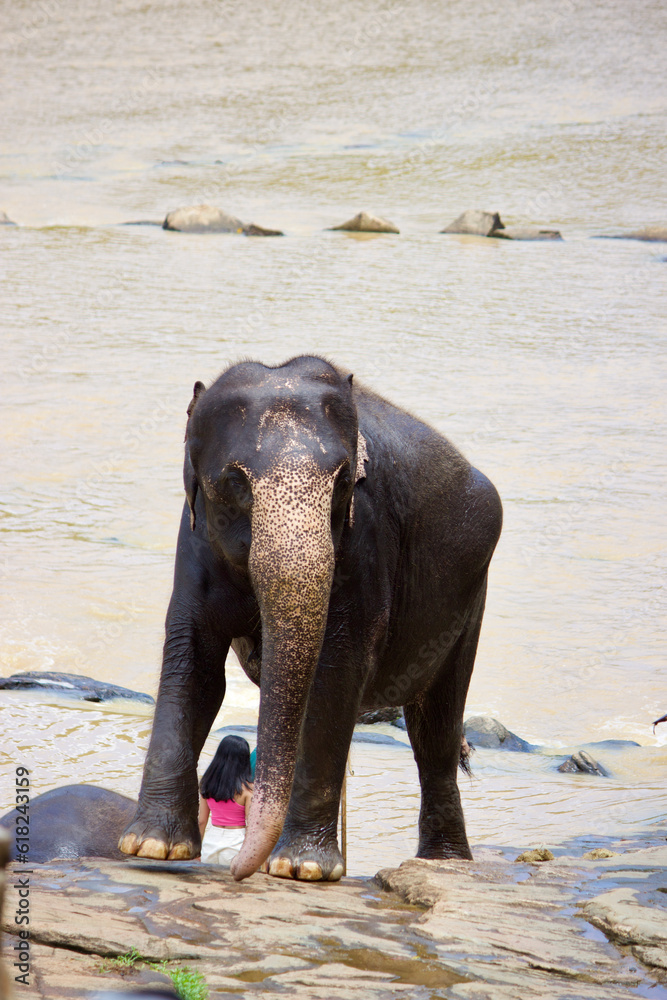 Foto Sri Lankan Elephants
