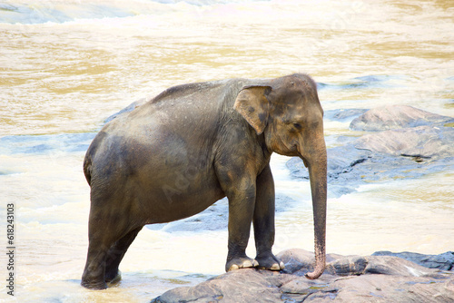 Photography Sri Lankan Elephants